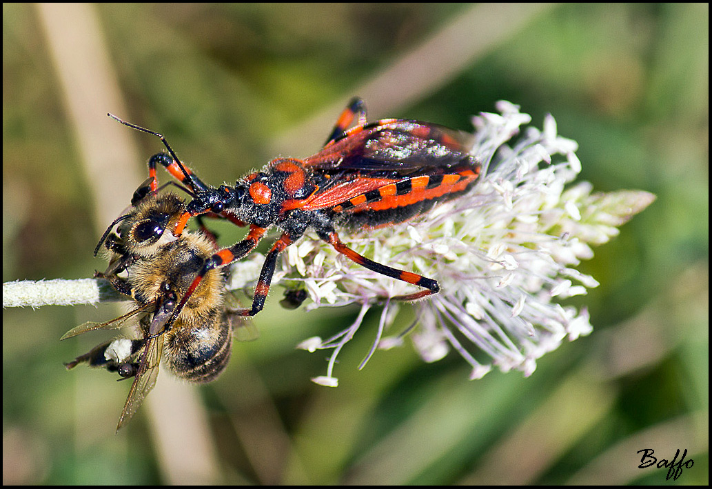 Rhinocoris iracundus?